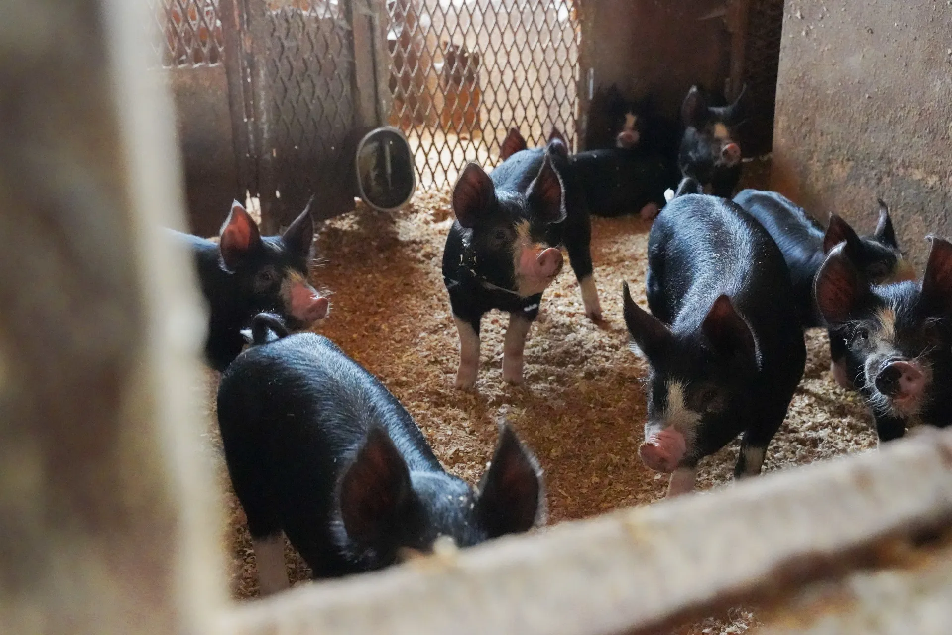 阿部農場の黒豚の飼育