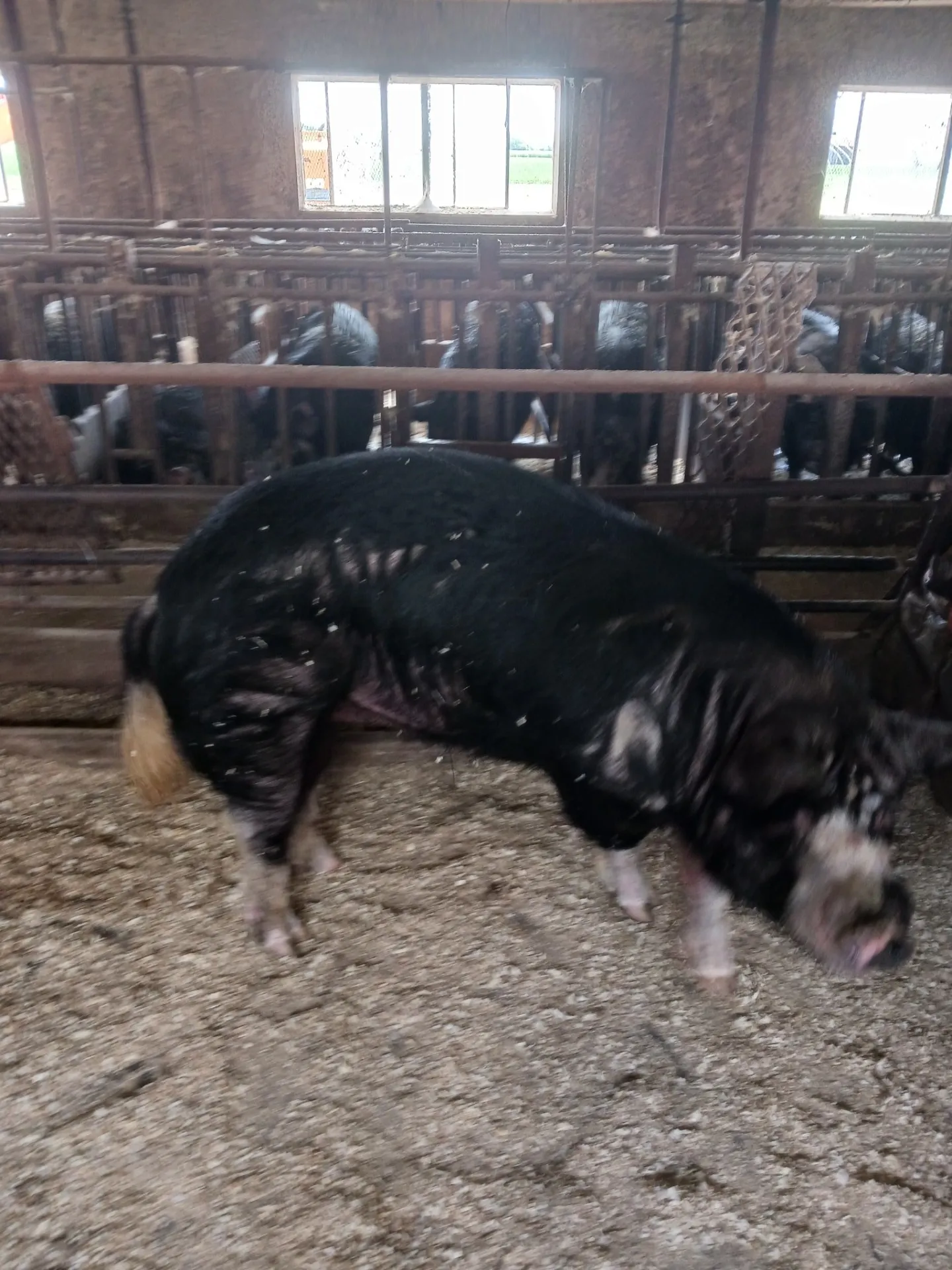 阿部農場の黒豚の飼育方法 (雄豚の飼育）