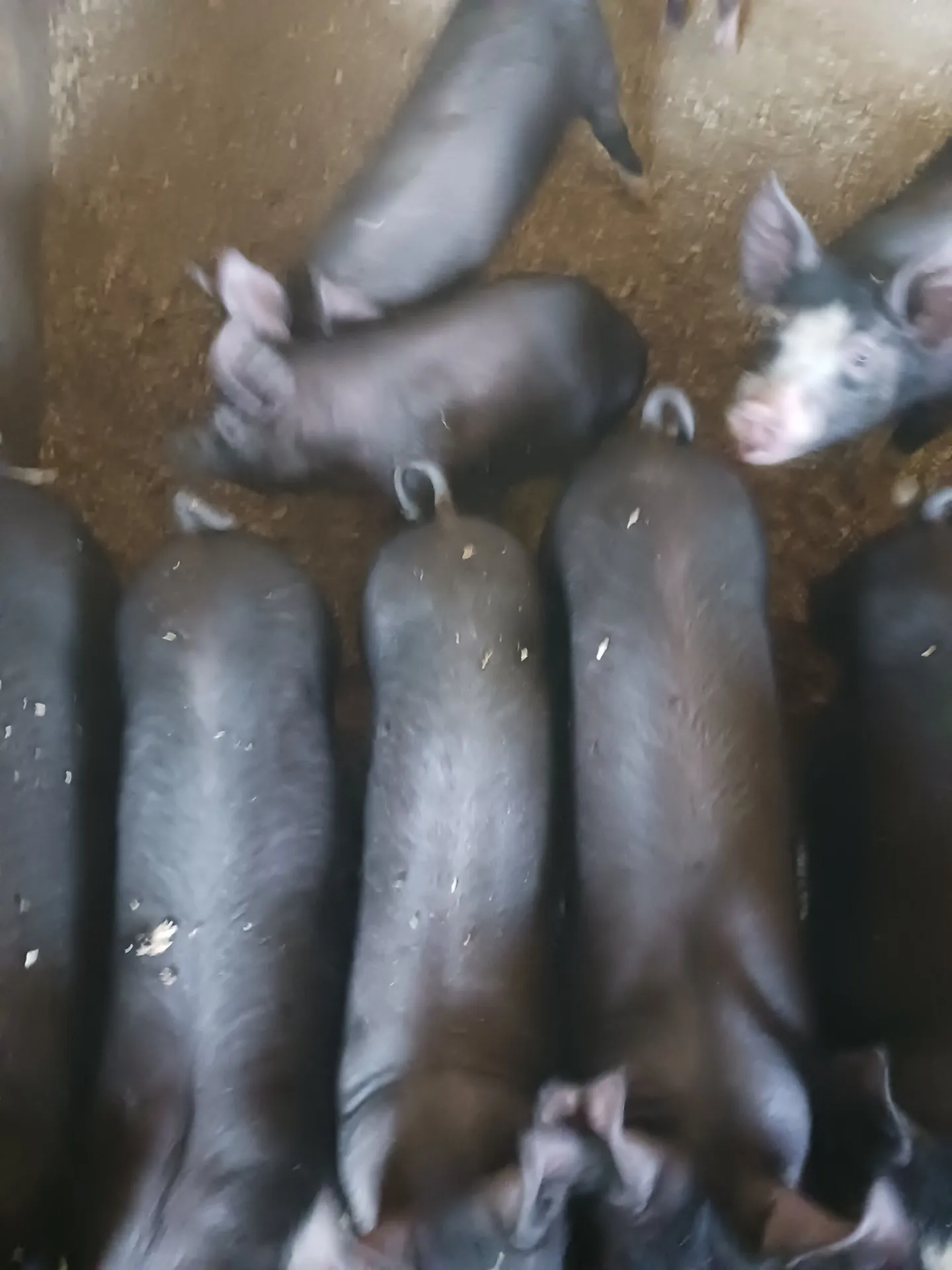 阿部農場の黒豚の飼育方法