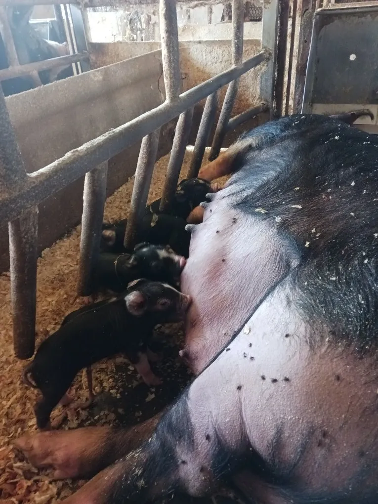 阿部農場の黒豚の飼育方法(出産中）