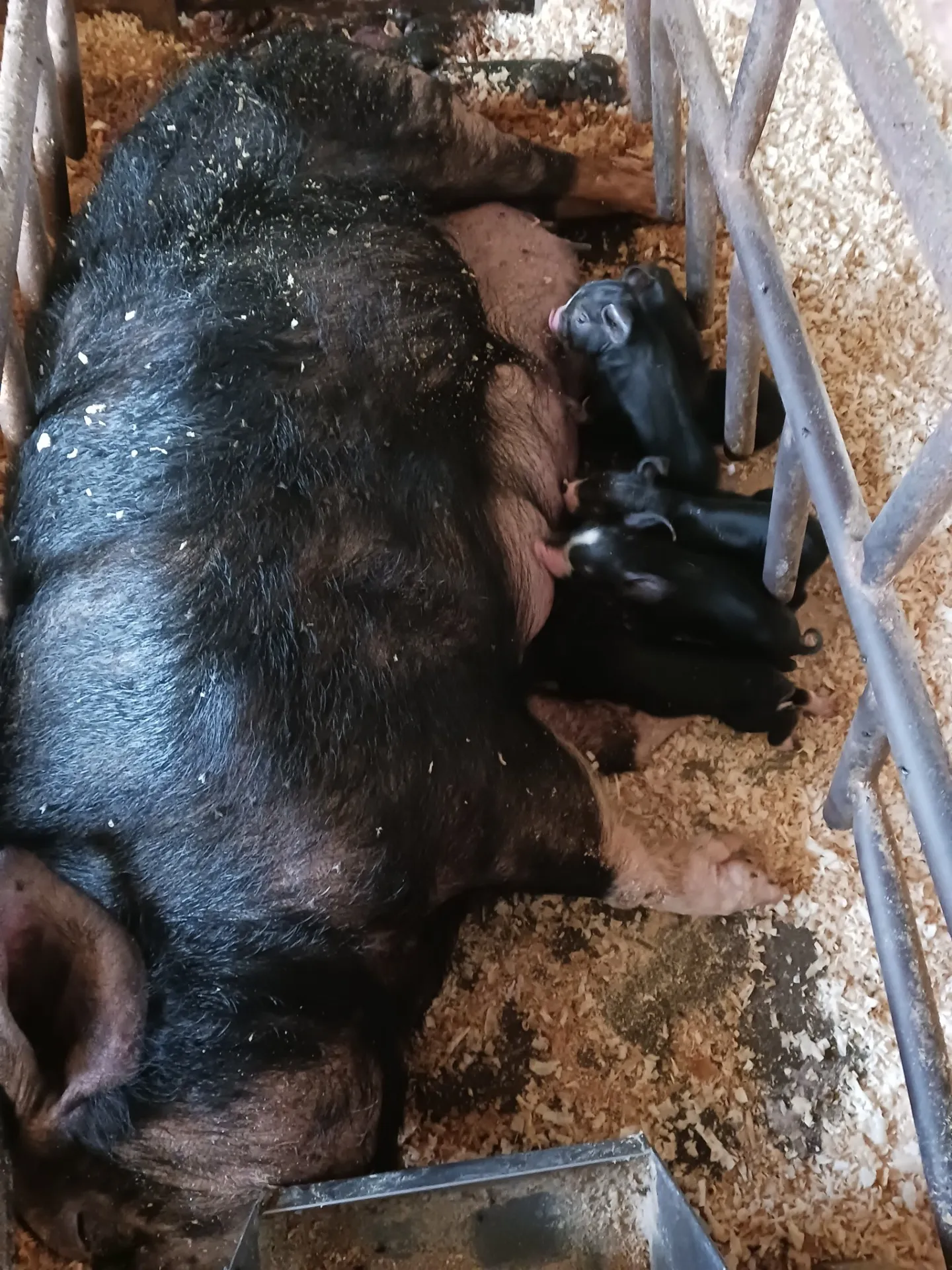 阿部農場の黒豚の飼育方法（お産後）