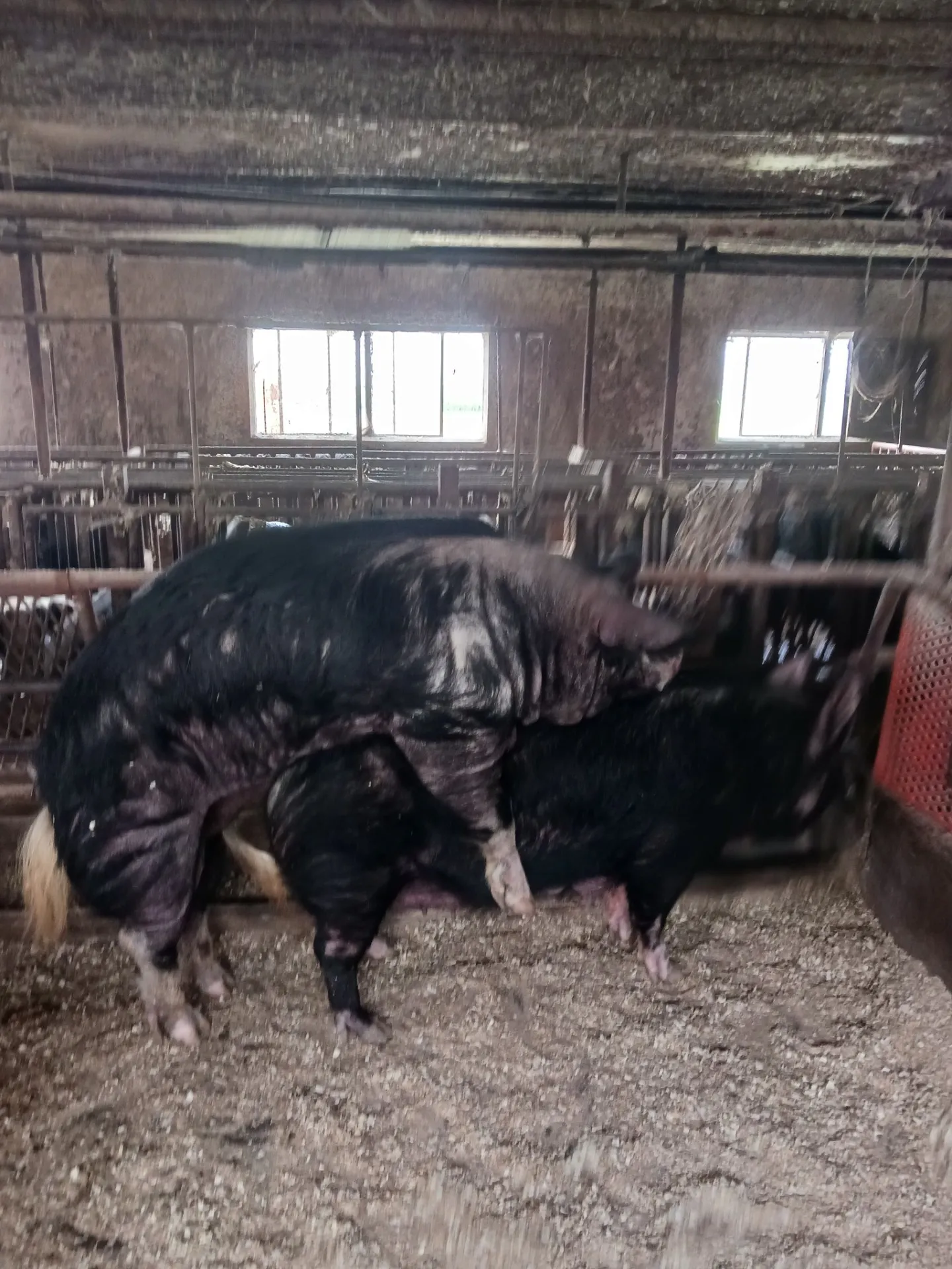 阿部農場の黒豚の飼育方法　【交配の様子を投稿します。】