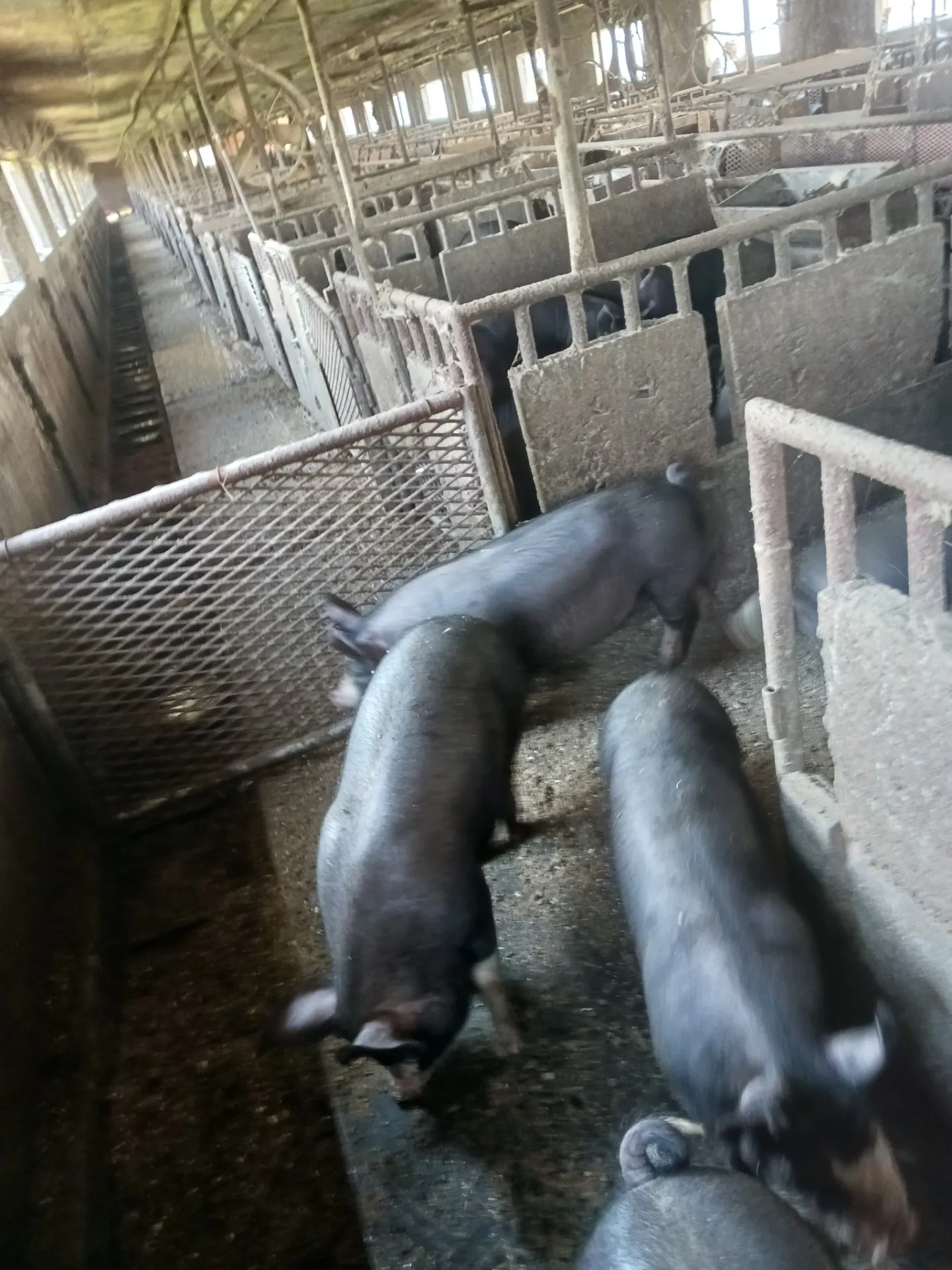 阿部農場の黒豚の飼育方法（黒豚の移動）