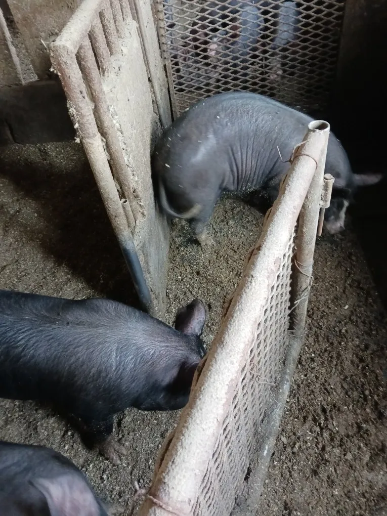 阿部農場の【黒豚屋】の黒豚の飼育方法（豚移動編）