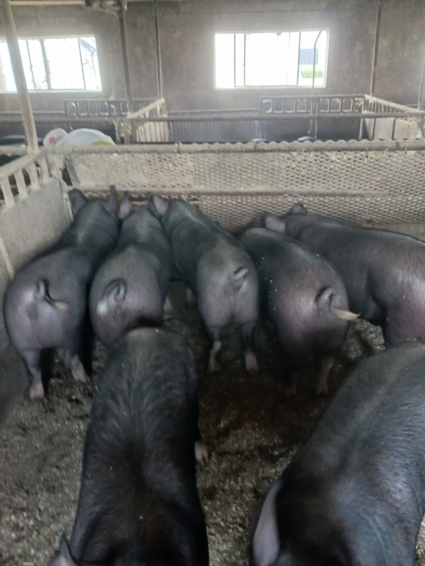 阿部農場の黒豚の飼育方法 (餌の給与）