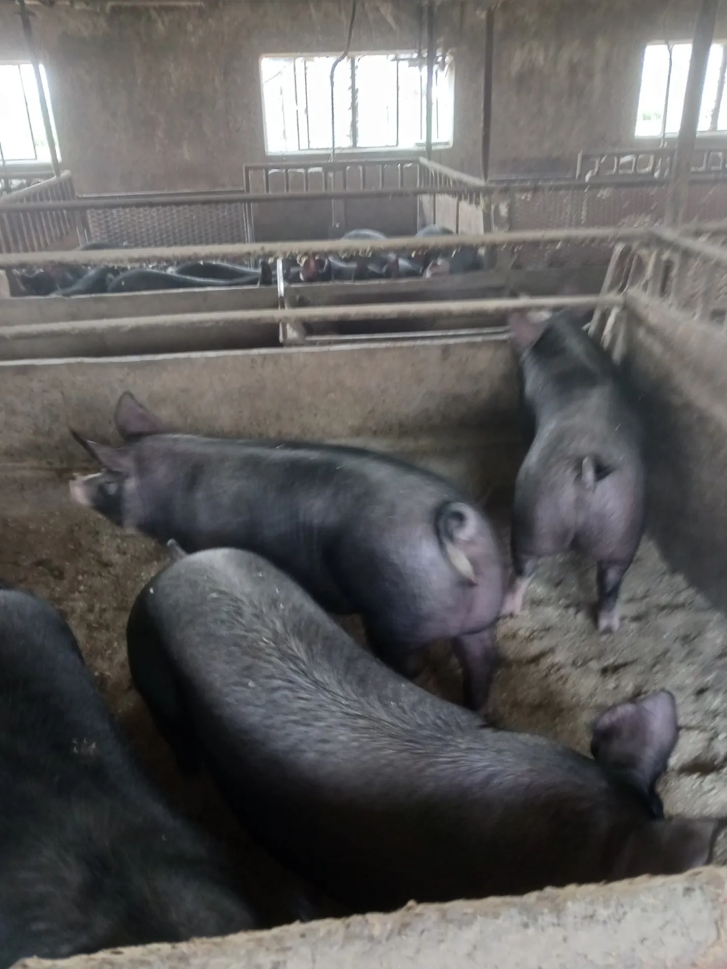 阿部農場【黒豚屋】の黒豚の飼育方法（黒豚出荷編）