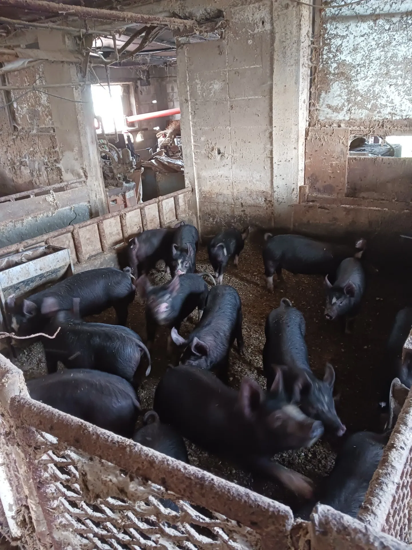 阿部農場の黒豚の飼育方法 　（子豚の大移動）